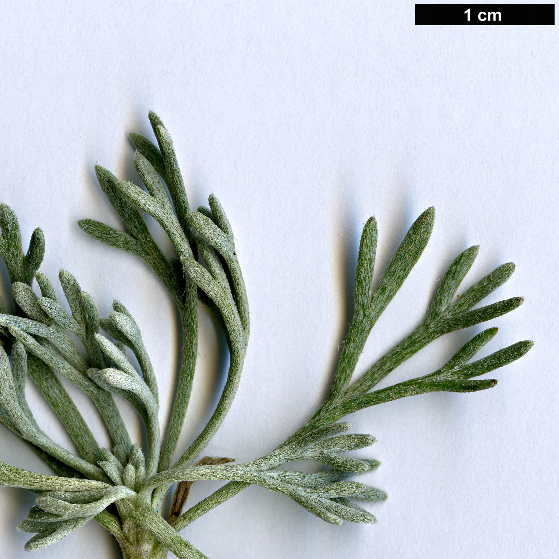 High resolution image: Family: Asteraceae - Genus: Rhodanthemum - Taxon: hosmariense